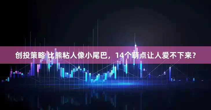 创投策略 比熊粘人像小尾巴，14个萌点让人爱不下来？